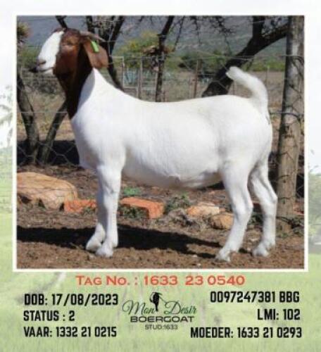 LOT 31 1X BOER GOAT EWE Mon Desir