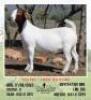 LOT 31 1X BOER GOAT EWE Mon Desir