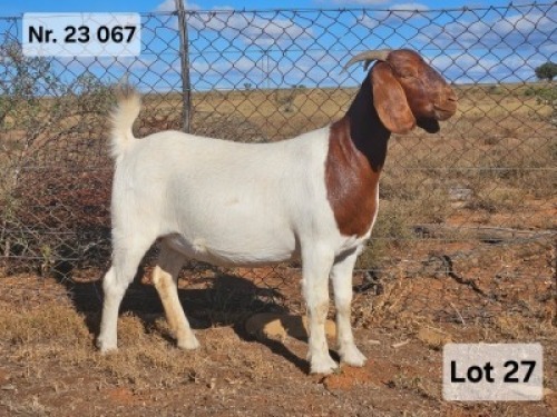 LOT 27 1X BOER GOAT EWE Prasperede