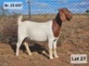LOT 27 1X BOER GOAT EWE Prasperede