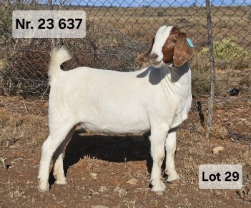 LOT 29 1X BOER GOAT EWE Prasperede