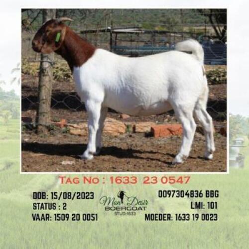 LOT 32 1X BOER GOAT EWE Mon Desir