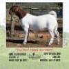 LOT 32 1X BOER GOAT EWE Mon Desir