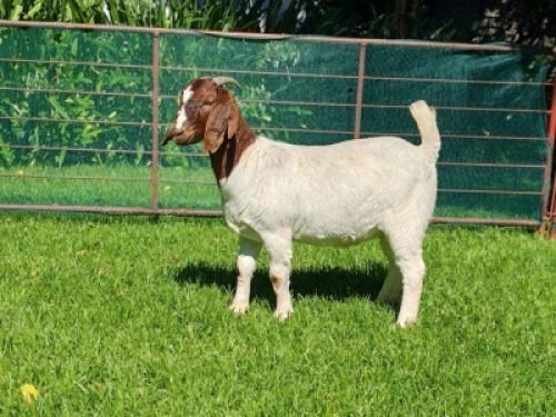 LOT 22 1X BOER GOAT EWE Garslands