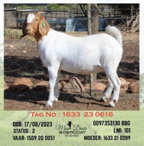 LOT 34 1X BOER GOAT EWE Mon Desir