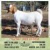 LOT 34 1X BOER GOAT EWE Mon Desir