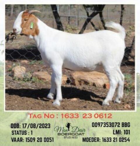 LOT 33 1X BOER GOAT EWE Mon Desir