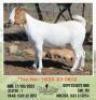 LOT 33 1X BOER GOAT EWE Mon Desir