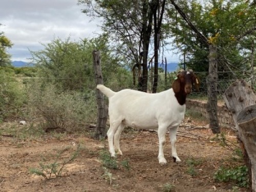LOT 39 1X BOER GOAT EWE Biggs Boer Goats