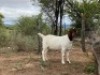 LOT 39 1X BOER GOAT EWE Biggs Boer Goats