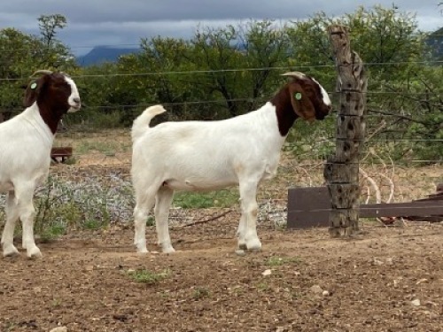 LOT 37 1X BOER GOAT EWE Biggs Boer Goats