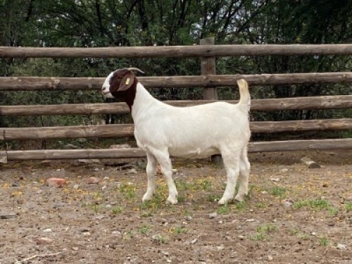LOT 35 1X BOER GOAT EWE Biggs Boer Goats