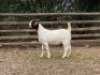 LOT 35 1X BOER GOAT EWE Biggs Boer Goats