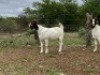 LOT 36 1X BOER GOAT EWE Biggs Boer Goats