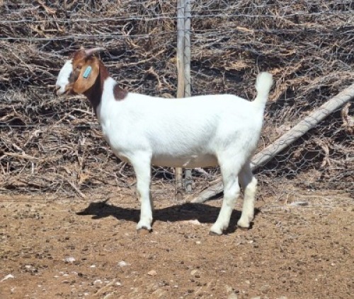 LOT 41 1X BOER GOAT EWE Grootvlak Boerbokke