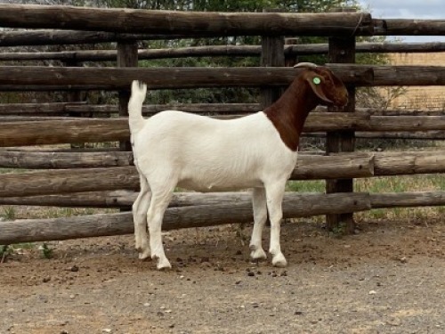 LOT 38 1X BOER GOAT EWE Biggs Boer Goats
