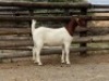 LOT 38 1X BOER GOAT EWE Biggs Boer Goats