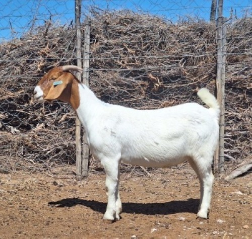 LOT 40 1X BOER GOAT EWE Grootvlak Boerbokke
