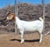 LOT 40 1X BOER GOAT EWE Grootvlak Boerbokke