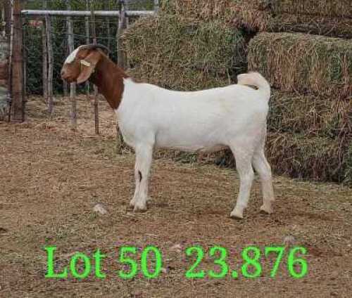 LOT 50 1X BOER GOAT EWE John Moore