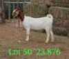 LOT 50 1X BOER GOAT EWE John Moore