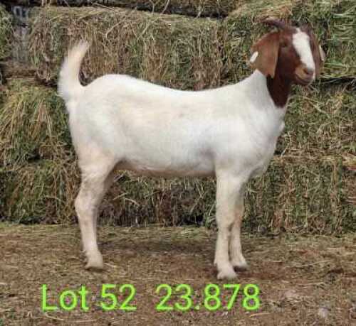 LOT 52 1X BOER GOAT EWE John Moore