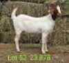 LOT 52 1X BOER GOAT EWE John Moore