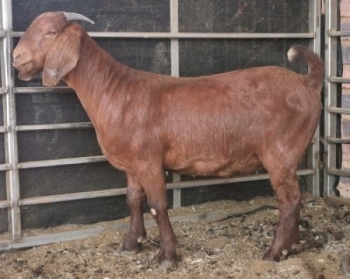 1 X OOI/EWE MYL 50 BOER GOAT & KALAHARI RED STUD - PS