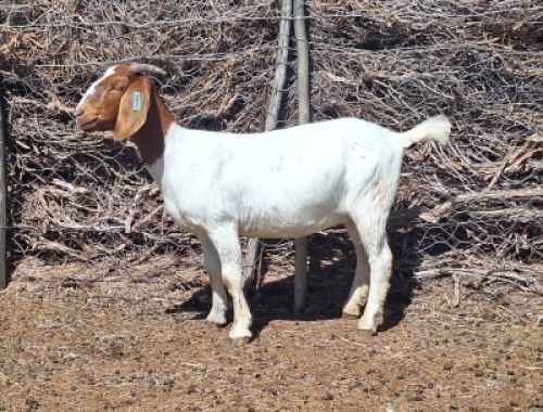 LOT 42 1X BOER GOAT EWE Grootvlak Boerbokke