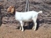 LOT 42 1X BOER GOAT EWE Grootvlak Boerbokke