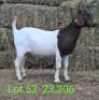 LOT 53 1X BOER GOAT EWE John Moore