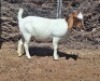 LOT 43 1X BOER GOAT EWE Grootvlak Boerbokke