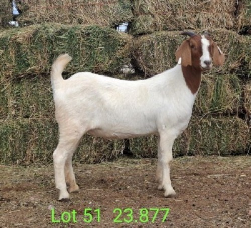 LOT 51 1X BOER GOAT EWE John Moore