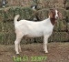 LOT 51 1X BOER GOAT EWE John Moore