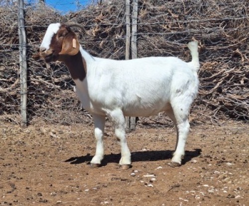 LOT 44 1X BOER GOAT EWE Grootvlak Boerbokke