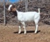 LOT 44 1X BOER GOAT EWE Grootvlak Boerbokke