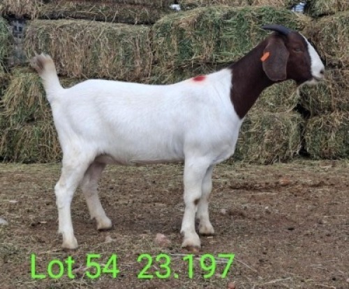 LOT 54 1X BOER GOAT EWE John Moore