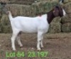LOT 54 1X BOER GOAT EWE John Moore