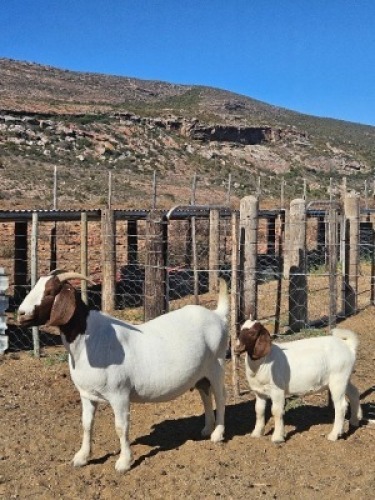 LOT 62 1X BOER GOAT EWE Witrugberg