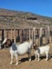 LOT 62 1X BOER GOAT EWE Witrugberg