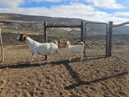 LOT 60 1X BOER GOAT EWE Witrugberg