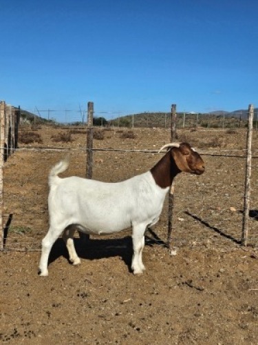 LOT 63 1X BOER GOAT EWE Witrugberg