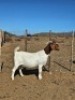 LOT 63 1X BOER GOAT EWE Witrugberg
