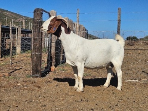 LOT 61 1X BOER GOAT EWE Witrugberg