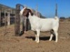 LOT 61 1X BOER GOAT EWE Witrugberg
