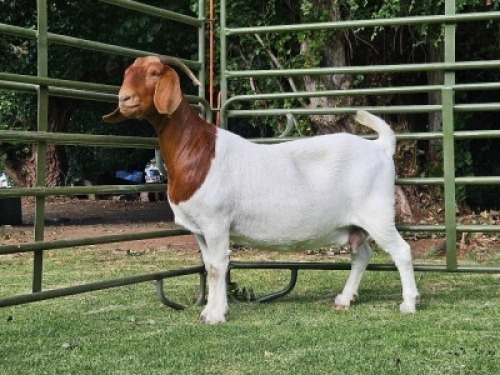 LOT 65 1X BOER GOAT EWE Nuwejaarsfontein