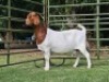 LOT 65 1X BOER GOAT EWE Nuwejaarsfontein