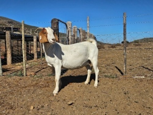LOT 64 1X BOER GOAT EWE Witrugberg