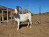 LOT 64 1X BOER GOAT EWE Witrugberg