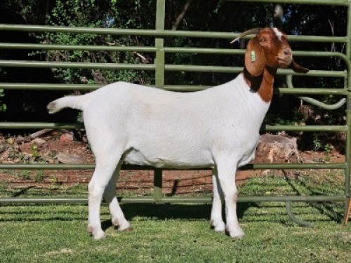 LOT 66 1X BOER GOAT EWE Nuwejaarsfontein